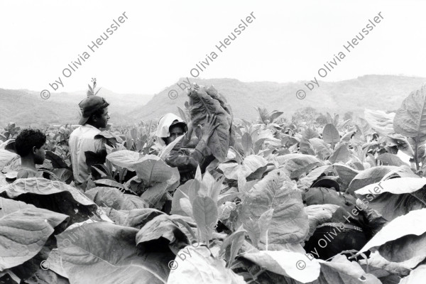 Image of sheet 19950190 photo 36: Frauen arbeiten in der Tabakplantage. Esteli Nicaragua 1995 √
Tabak Pestizide 
﻿﻿﻿﻿
﻿﻿﻿﻿﻿