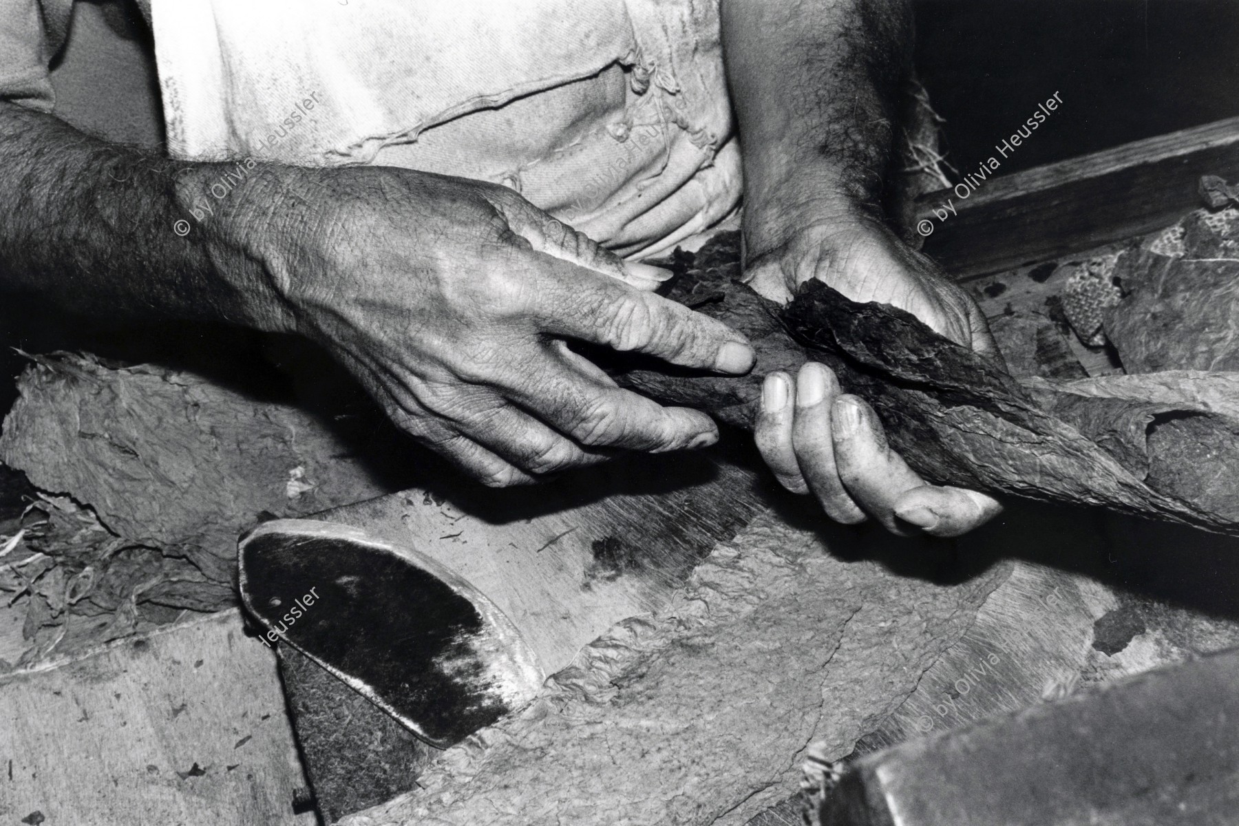 Image of sheet 19950200 photo 2: Die Hände des Arbeiters sind gegärbt von den starken Substanzen der Tabakpflanze. Er verdient 2 US-$ im Tag und dreht bis 500 Cigarren im Tag. Esteli Nicaragua 1995 √
tobacco cigars cigar production factory manual handmade hand worker work working