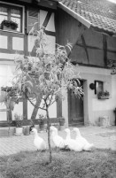 Image of sheet 19950221 photo 29: A