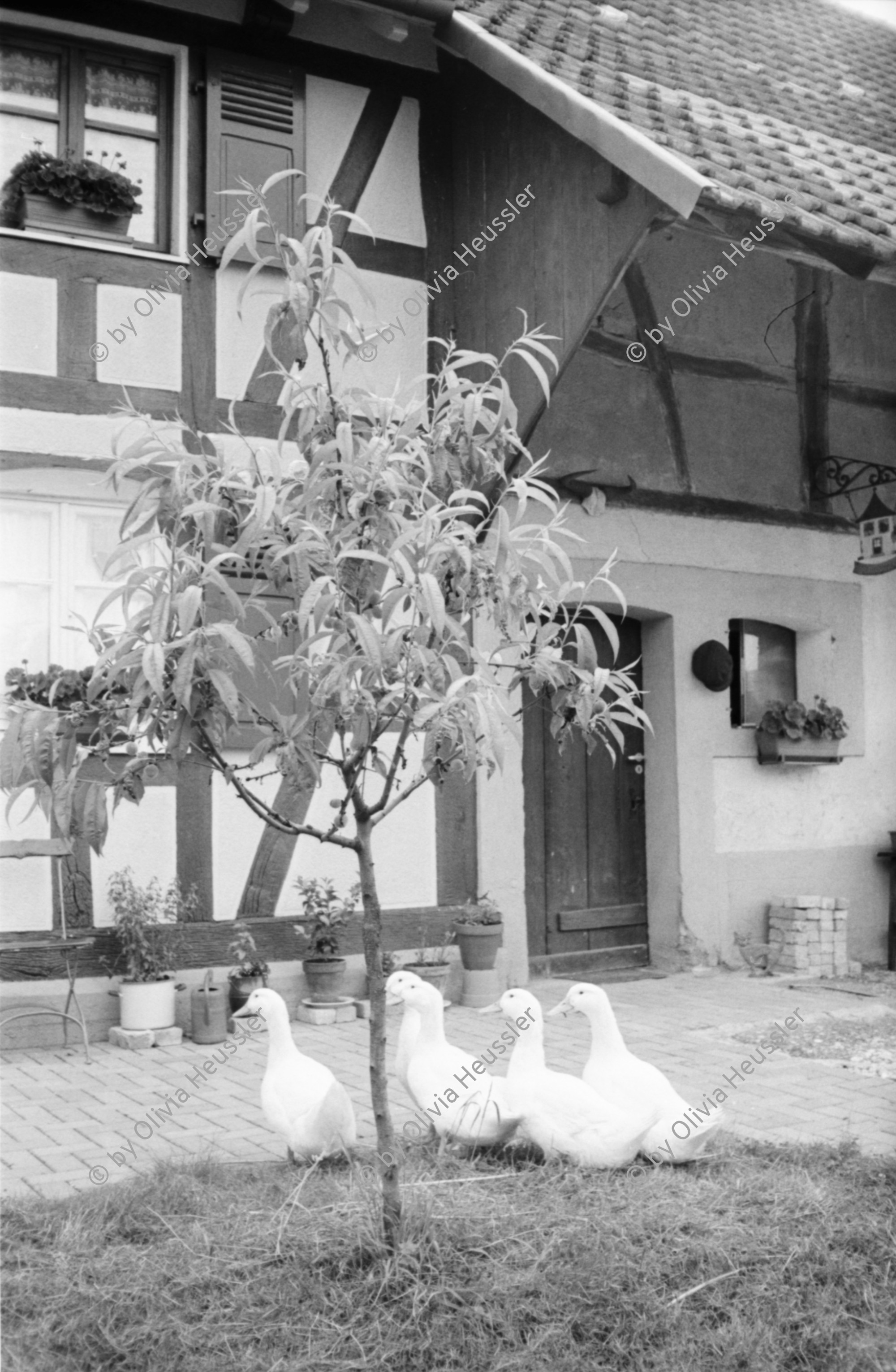 Image of sheet 19950221 photo 29: A
