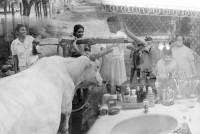 Image of sheet 19950250 photo 5: Doppelbelichtung Nicaragua und Schweiz Frauen bei der Arbeit mit Ochsen gespann und beim schminken in einem besetzten Haus an der Goldküste 
art √
women in Nicaragua and Switzerland doble exposure
© 1995, OLIVIA HEUSSLER / Linda Herzog