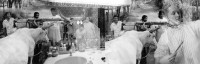 Image of sheet 19950250 photo 5: Doppelbelichtung Nicaragua und Schweiz Frauen bei der Arbeit mit Ochsen gespann und beim schminken in einem besetzten Haus an der Goldküste 
art √
women in Nicaragua and Switzerland doble exposure
© 1995, OLIVIA HEUSSLER / Linda Herzog