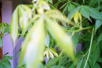 Image of sheet 19950330 photo 33: Plants Leaves Animals