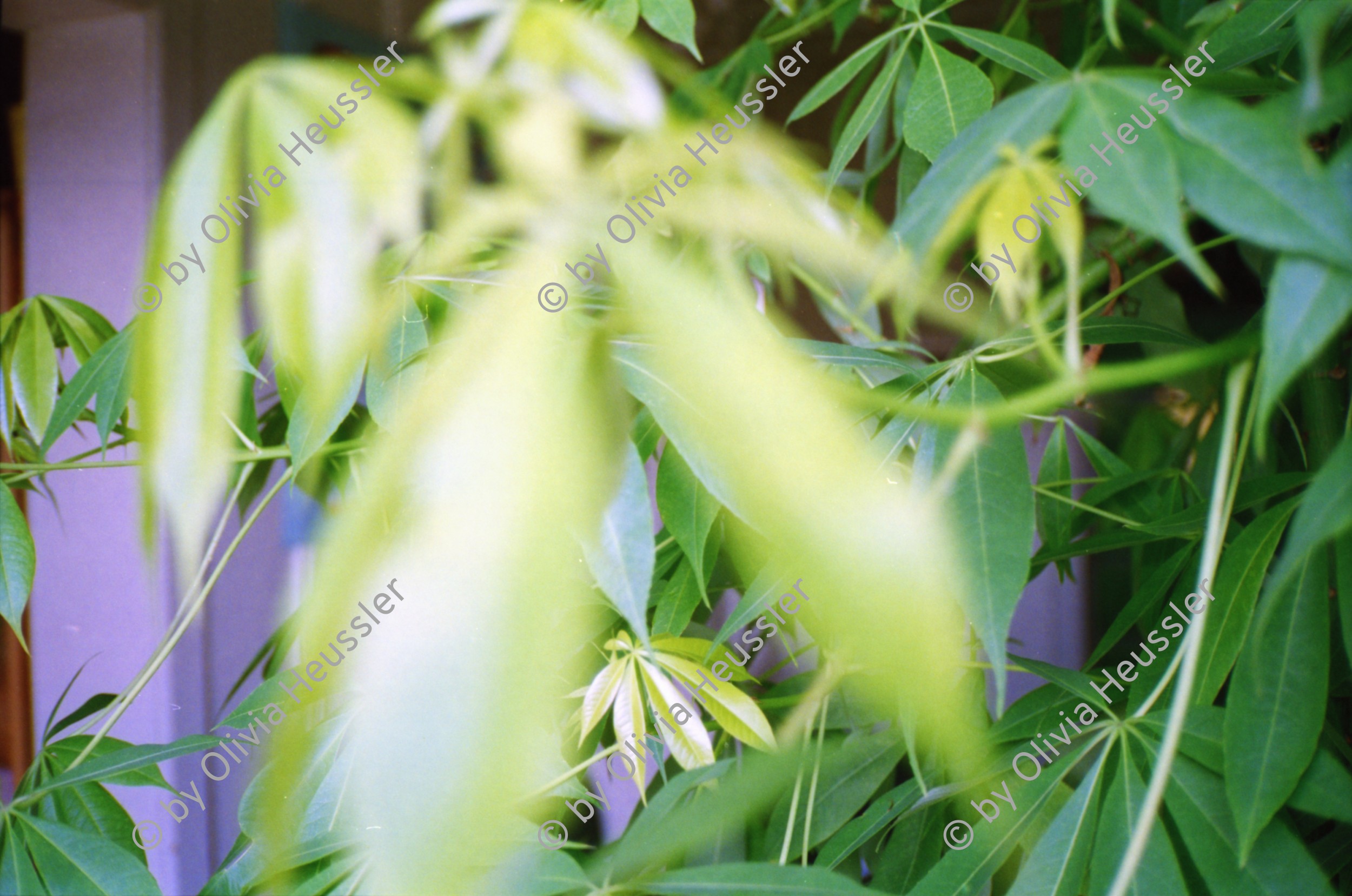 Image of sheet 19950330 photo 33: Plants Leaves Animals