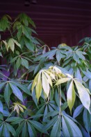 Image of sheet 19950330 photo 34: Plants Leaves Animals