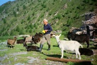 Image of sheet 19951500 photo 26: Ziegen auf der Alpe Nimi mit Zio Zanoli Touristen Melken Gordevio valle Maggia Ticino 1995 √