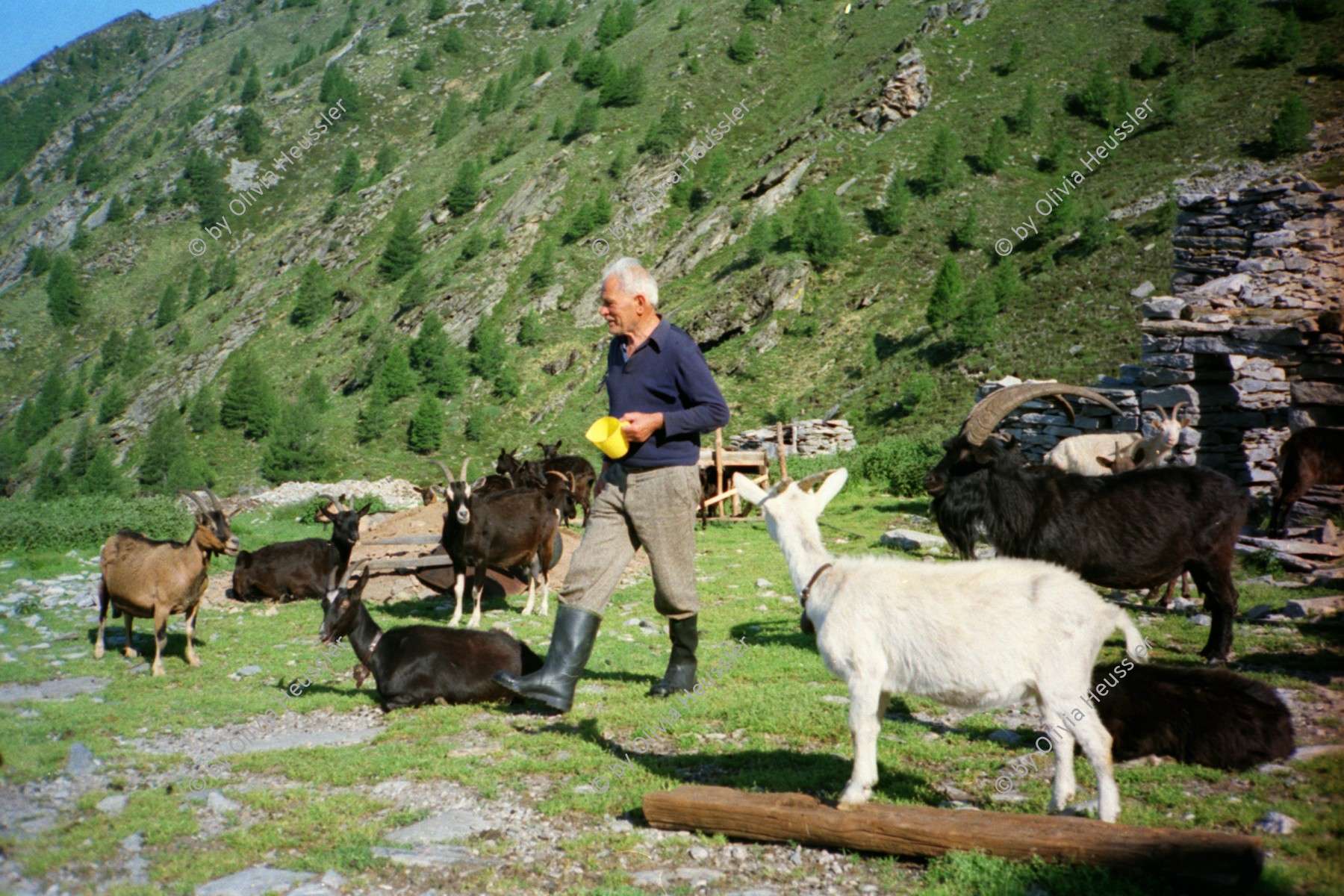 Image of sheet 19951500 photo 26: Ziegen auf der Alpe Nimi mit Zio Zanoli Touristen Melken Gordevio valle Maggia Ticino 1995 √