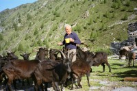 Image of sheet 19951500 photo 27: Ziegen auf der Alpe Nimi mit Zio Zanoli Touristen Melken Gordevio valle Maggia Ticino 1995 √