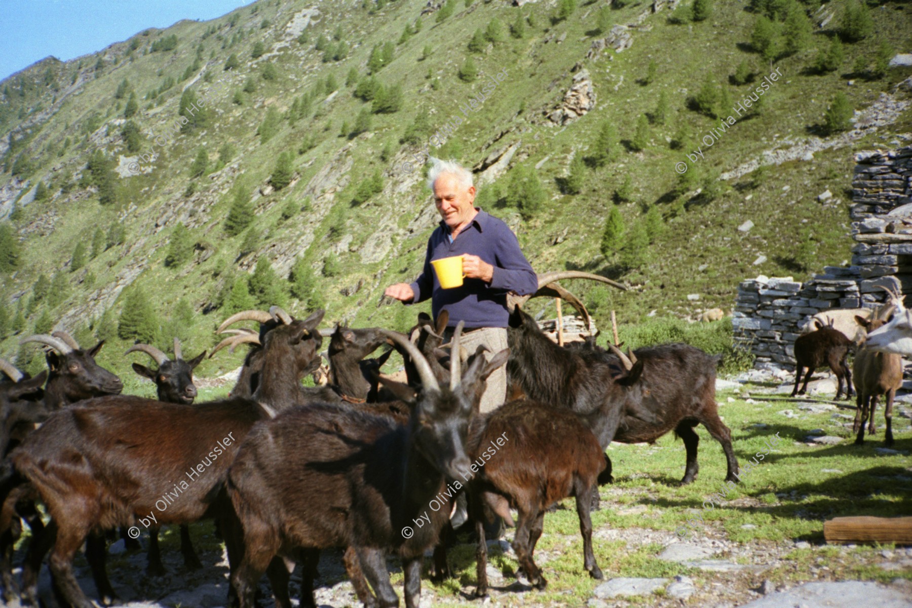 Image of sheet 19951500 photo 27: Ziegen auf der Alpe Nimi mit Zio Zanoli Touristen Melken Gordevio valle Maggia Ticino 1995 √