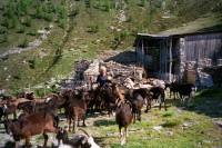 Image of sheet 19951500 photo 28: Ziegen auf der Alpe Nimi mit Zio Zanoli Touristen Melken Gordevio valle Maggia Ticino 1995 √