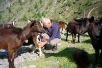 Image of sheet 19951500 photo 30: Ziegen auf der Alpe Nimi mit Zio Zanoli Milch Melken Gordevio valle Maggia Ticino 1995 √