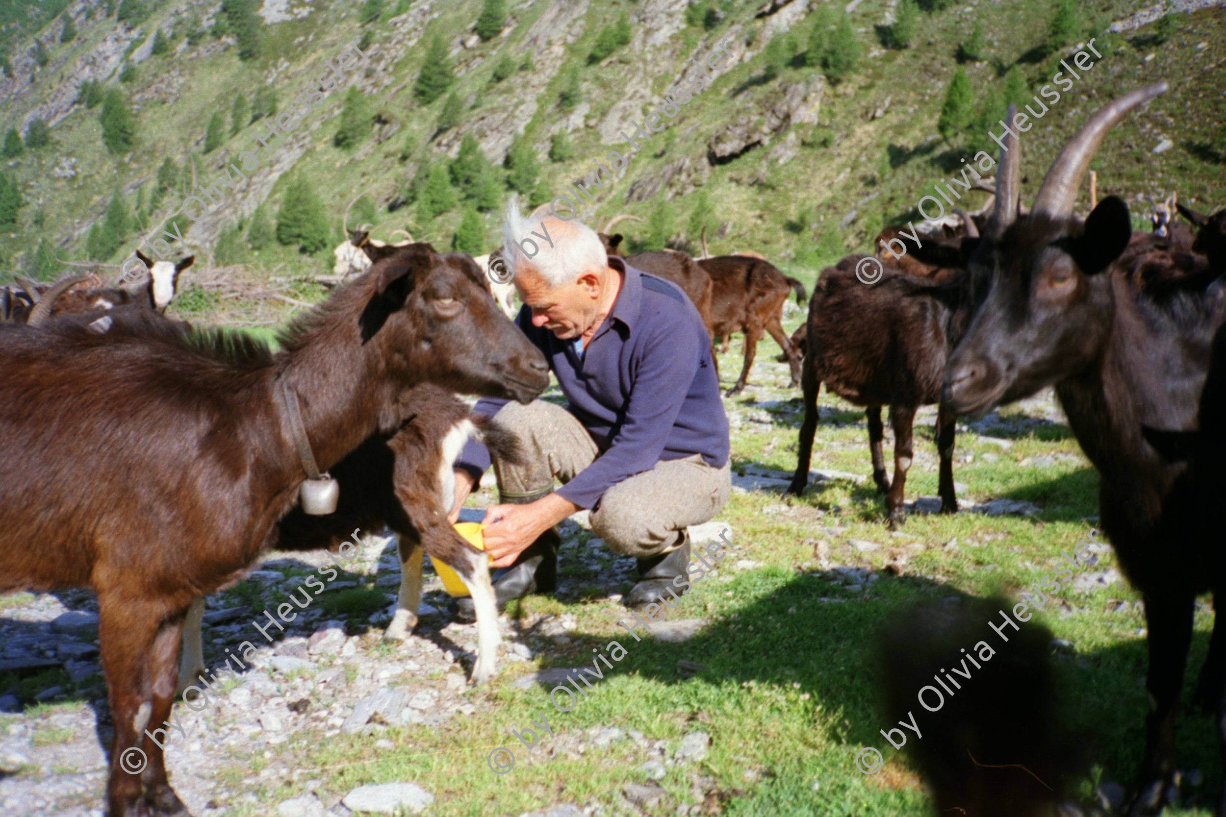 Image of sheet 19951500 photo 30: Ziegen auf der Alpe Nimi mit Zio Zanoli Milch Melken Gordevio valle Maggia Ticino 1995 √