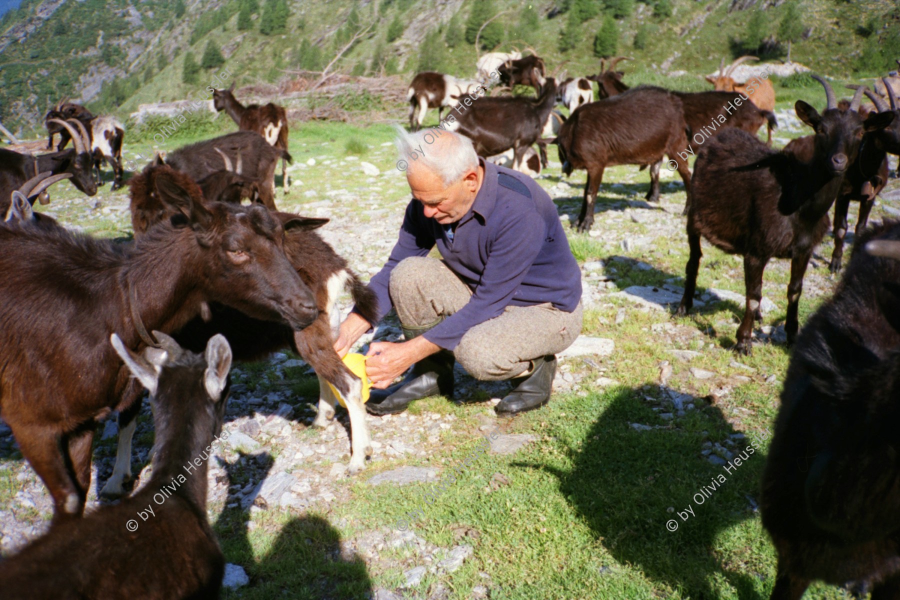 Image of sheet 19951500 photo 31: Ziegen auf der Alpe Nimi mit Zio Zanoli Milch Melken Gordevio valle Maggia Ticino 1995 √