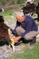 Image of sheet 19951500 photo 32: Ziegen auf der Alpe Nimi mit Zio Zanoli Milch Melken Gordevio valle Maggia Ticino 1995 √