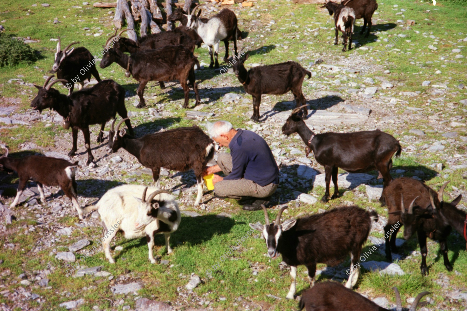 Image of sheet 19951500 photo 33: Ziegen auf der Alpe Nimi mit Zio Zanoli Milch Melken Gordevio valle Maggia Ticino 1995 √