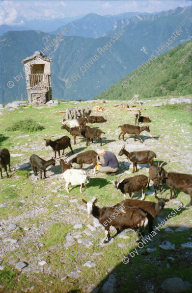 Image of sheet 19951500 photo 34: Carla Zanoli Olivia Heussler Ziegen auf der Alpe Nimi mit Zio ? Touristen Hansruedi Melken Ziegen auf der Alpe Nimi mit Zio Zanoli Touristen Melken Gordevio valle Maggia Ticino 1995