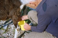 Image of sheet 19951500 photo 35: Carla Zanoli Olivia Heussler Ziegen auf der Alpe Nimi mit Zio ? Touristen Hansruedi Melken Ziegen auf der Alpe Nimi mit Zio Zanoli Touristen Melken Gordevio valle Maggia Ticino 1995