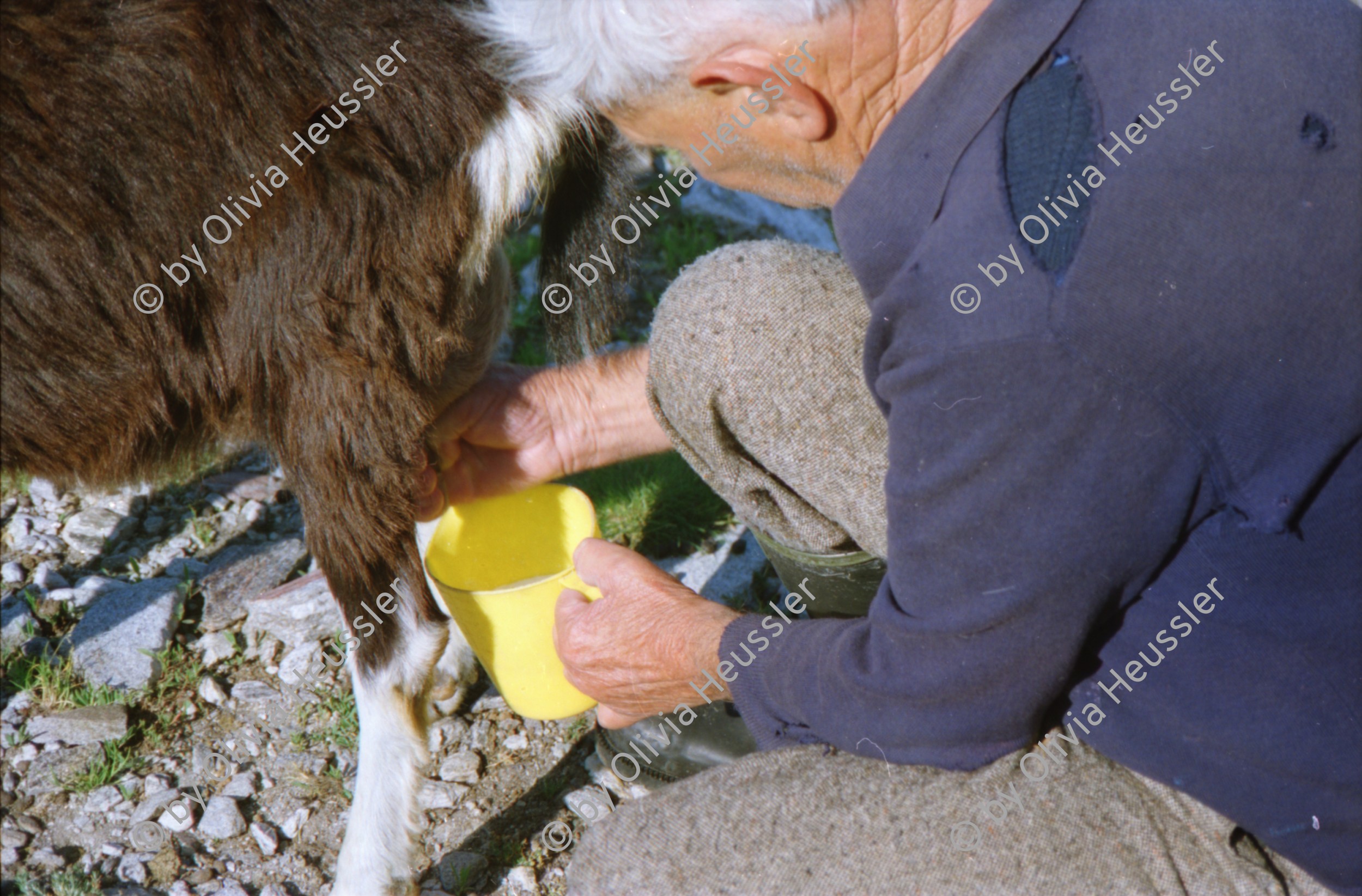 Image of sheet 19951500 photo 35: Carla Zanoli Olivia Heussler Ziegen auf der Alpe Nimi mit Zio ? Touristen Hansruedi Melken Ziegen auf der Alpe Nimi mit Zio Zanoli Touristen Melken Gordevio valle Maggia Ticino 1995