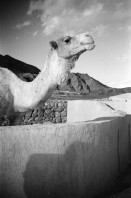 Image of sheet 19960010 photo 1: Basata Sinai Aegypten Meret Kind 3 Jahre alt mit Maske und Architekt Beim Pipi machen mit Heinz Looser und Lisbeth Herger  in Nuweiba Noeba Nueba. Kinder traditionell in schwarz gekleidete Frau mit Mädchen Kind mit Abfall vor Abfallcontainer Männer vor Shop in trad Gewand. Männer küssen sich zum Gruss. Heinz mit Meret Kind in Arm. Mann beim Bügeln. Sherif in Jebala mit Tochter Basata Meret vor Taubenschlag Mann mit Kamel Ziegen Kamel Aegypten 1996 Sinai
Ägypten Egypt
Nuweiba (Egyptian Arabic: نويبع, IPA: [neˈweːbeʕ]) is a coastal town in the eastern part of Sinai Peninsula, Egypt. Located on the coast of the Gulf of Aqaba.