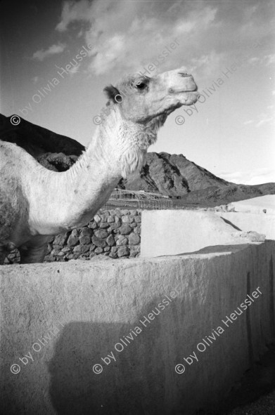 Image of sheet 19960010 photo 1: Basata Sinai Aegypten Meret Kind 3 Jahre alt mit Maske und Architekt Beim Pipi machen mit Heinz Looser und Lisbeth Herger  in Nuweiba Noeba Nueba. Kinder traditionell in schwarz gekleidete Frau mit Mädchen Kind mit Abfall vor Abfallcontainer Männer vor Shop in trad Gewand. Männer küssen sich zum Gruss. Heinz mit Meret Kind in Arm. Mann beim Bügeln. Sherif in Jebala mit Tochter Basata Meret vor Taubenschlag Mann mit Kamel Ziegen Kamel Aegypten 1996 Sinai
Ägypten Egypt
Nuweiba (Egyptian Arabic: نويبع, IPA: [neˈweːbeʕ]) is a coastal town in the eastern part of Sinai Peninsula, Egypt. Located on the coast of the Gulf of Aqaba.