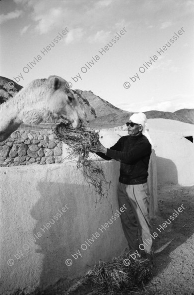 Image of sheet 19960010 photo 3: Basata Sinai Aegypten Meret Kind 3 Jahre alt mit Maske und Architekt Beim Pipi machen mit Heinz Looser und Lisbeth Herger  in Nuweiba Noeba Nueba. Kinder traditionell in schwarz gekleidete Frau mit Mädchen Kind mit Abfall vor Abfallcontainer Männer vor Shop in trad Gewand. Männer küssen sich zum Gruss. Heinz mit Meret Kind in Arm. Mann beim Bügeln. Sherif in Jebala mit Tochter Basata Meret vor Taubenschlag Mann mit Kamel Ziegen Kamel Aegypten 1996 Sinai
Ägypten Egypt
Nuweiba (Egyptian Arabic: نويبع, IPA: [neˈweːbeʕ]) is a coastal town in the eastern part of Sinai Peninsula, Egypt. Located on the coast of the Gulf of Aqaba.