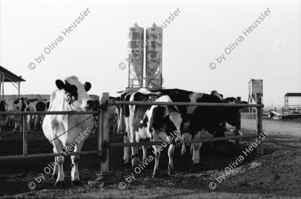 Image of sheet 19960020 photo 1: Kibbutz Samar Milchproduktion Füttern der Tiere mit Traktor Jossi vor Kühen Euter Jossi und Tauben. Junge Frau am misten der Kälber im Käfig
Israel 1996
Samar (Hebrew: סָמָר) is a kibbutz in the Arabah valley in the far south of Israel. Located near Eilat, it falls under the jurisdiction of Hevel Eilot Regional Counci

A kibbutz (Hebrew: קִבּוּץ / קיבוץ, lit. "gathering, clustering"; plural kibbutzim) is a collective community in Israel that was traditionally based on agriculture. Today, farming has been partly supplanted by other economic branches, including industrial plants and high-tech enterprises.[1] Kibbutzim began as utopian communities, a combination of socialism and Zionism. In recent decades, some kibbutzim have been privatized and changes have been made in the communal lifestyle. A member of a kibbutz is called a kibbutznik (Hebrew: קִבּוּצְנִיק).