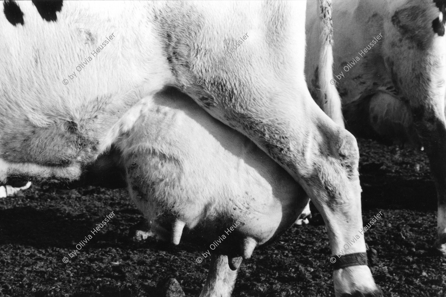 Image of sheet 19960020 photo 15: Kibbutz Samar Milchproduktion Production Kühen Euter 
Israel 1996 √ Milk industry cow 

Samar (Hebrew: סָמָר) is a kibbutz in the Arabah valley in the far south of Israel. Located near Eilat, it falls under the jurisdiction of Hevel Eilot Regional Counci

A kibbutz (Hebrew: קִבּוּץ / קיבוץ, lit. "gathering, clustering"; plural kibbutzim) is a collective community in Israel that was traditionally based on agriculture. Today, farming has been partly supplanted by other economic branches, including industrial plants and high-tech enterprises.[1] Kibbutzim began as utopian communities, a combination of socialism and Zionism. In recent decades, some kibbutzim have been privatized and changes have been made in the communal lifestyle. A member of a kibbutz is called a kibbutznik (Hebrew: קִבּוּצְנִיק).