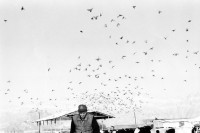 Image of sheet 19960020 photo 25: © 1996, Olivia Heussler / www.clic.li
Jossi lebt und arbeitet im Kibbutz Samar Israel 1996 √
Jossi lives and works in the Kibbutz Samar
birds

Samar (Hebrew: סָמָר) is a kibbutz in the Arabah valley in the far south of Israel. Located near Eilat, it falls under the jurisdiction of Hevel Eilot Regional Counci


A kibbutz (Hebrew: קִבּוּץ / קיבוץ, lit. "gathering, clustering"; plural kibbutzim) is a collective community in Israel that was traditionally based on agriculture. Today, farming has been partly supplanted by other economic branches, including industrial plants and high-tech enterprises. Kibbutzim began as utopian communities, a combination of socialism and Zionism. In recent decades, some kibbutzim have been privatized and changes have been made in the communal lifestyle. A member of a kibbutz is called a kibbutznik (Hebrew: קִבּוּצְנִיק).