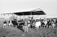 Image of sheet 19960020 photo 32: Kibbutz Samar Milchproduktion Füttern der Tiere mit Traktor Jossi vor Kühen Euter Jossi und Tauben. Junge Frau am misten der Kälber im Käfig
Israel 1996
Samar (Hebrew: סָמָר) is a kibbutz in the Arabah valley in the far south of Israel. Located near Eilat, it falls under the jurisdiction of Hevel Eilot Regional Counci

A kibbutz (Hebrew: קִבּוּץ / קיבוץ, lit. "gathering, clustering"; plural kibbutzim) is a collective community in Israel that was traditionally based on agriculture. Today, farming has been partly supplanted by other economic branches, including industrial plants and high-tech enterprises.[1] Kibbutzim began as utopian communities, a combination of socialism and Zionism. In recent decades, some kibbutzim have been privatized and changes have been made in the communal lifestyle. A member of a kibbutz is called a kibbutznik (Hebrew: קִבּוּצְנִיק).
