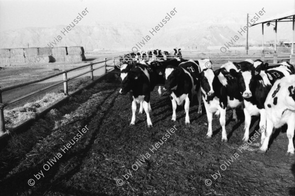 Image of sheet 19960020 photo 34: Kibbutz Samar Milchproduktion Füttern der Tiere mit Traktor Jossi vor Kühen Euter Jossi und Tauben. Junge Frau am misten der Kälber im Käfig
Israel 1996
Samar (Hebrew: סָמָר) is a kibbutz in the Arabah valley in the far south of Israel. Located near Eilat, it falls under the jurisdiction of Hevel Eilot Regional Counci

A kibbutz (Hebrew: קִבּוּץ / קיבוץ, lit. "gathering, clustering"; plural kibbutzim) is a collective community in Israel that was traditionally based on agriculture. Today, farming has been partly supplanted by other economic branches, including industrial plants and high-tech enterprises.[1] Kibbutzim began as utopian communities, a combination of socialism and Zionism. In recent decades, some kibbutzim have been privatized and changes have been made in the communal lifestyle. A member of a kibbutz is called a kibbutznik (Hebrew: קִבּוּצְנִיק).