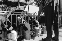 Image of sheet 19960030 photo 11: Alte Ölfässer mit Kunstwerk Spiegel Frau beim Füttern der Kälber Mann Schoppen geben Kalb Gruppenbild Fahrrad
Israel Kibbutz Samar 1996