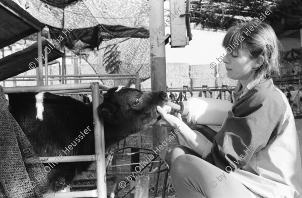 Image of sheet 19960030 photo 17: Alte Ölfässer mit Kunstwerk Spiegel Frau beim Füttern der Kälber Mann Schoppen geben Kalb Gruppenbild Fahrrad
Israel Kibbutz Samar 1996