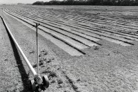 Image of sheet 19960050 photo 15: © 1996, Olivia Heussler / www.clic.li
Im Kibbutz wird für den Norden Israels Kunstrasen gezüchtet. Samar Israel 1996 √ gras root production for export Jewish worker jews

A kibbutz (Hebrew: קִבּוּץ / קיבוץ, lit. "gathering, clustering"; plural kibbutzim) is a collective community in Israel that was traditionally based on agriculture. Today, farming has been partly supplanted by other economic branches, including industrial plants and high-tech enterprises.[1] Kibbutzim began as utopian communities, a combination of socialism and Zionism. In recent decades, some kibbutzim have been privatized and changes have been made in the communal lifestyle. A member of a kibbutz is called a kibbutznik (Hebrew: קִבּוּצְנִיק).