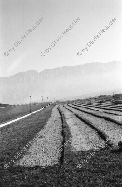 Image of sheet 19960050 photo 16: Samar Kibbutz Junge Dattel palmen Arbeiter beim Mittagsessen Grasnarben in der Wüste Samar produziert Garten Gras in den Norden. Deganit mit Feldstecher schaut nach Jordanien Pumpwasserstation für die Bewässerung der Wüste Kuh Melk station Nummer 2 steht auf dem Kuhrücken 
Jerusalem Altstadt Übersicht vom Austrian Hospiz aus Via Dolorosa Israel 1996

Samar (Hebrew: סָמָר) is a kibbutz in the Arabah valley in the far south of Israel. Located near Eilat, it falls under the jurisdiction of Hevel Eilot Regional Council

A kibbutz (Hebrew: קִבּוּץ / קיבוץ, lit. "gathering, clustering"; plural kibbutzim) is a collective community in Israel that was traditionally based on agriculture. Today, farming has been partly supplanted by other economic branches, including industrial plants and high-tech enterprises.[1] Kibbutzim began as utopian communities, a combination of socialism and Zionism. In recent decades, some kibbutzim have been privatized and changes have been made in the communal lifestyle. A member of a kibbutz is called a kibbutznik (Hebrew: קִבּוּצְנִיק).