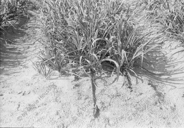 Image of sheet 19960050 photo 23: Samar Kibbutz Junge Dattel palmen Arbeiter beim Mittagsessen Grasnarben in der Wüste Samar produziert Garten Gras in den Norden. Deganit mit Feldstecher schaut nach Jordanien Pumpwasserstation für die Bewässerung der Wüste Kuh Melk station Nummer 2 steht auf dem Kuhrücken 
Jerusalem Altstadt Übersicht vom Austrian Hospiz aus Via Dolorosa Israel 1996

Samar (Hebrew: סָמָר) is a kibbutz in the Arabah valley in the far south of Israel. Located near Eilat, it falls under the jurisdiction of Hevel Eilot Regional Council

A kibbutz (Hebrew: קִבּוּץ / קיבוץ, lit. "gathering, clustering"; plural kibbutzim) is a collective community in Israel that was traditionally based on agriculture. Today, farming has been partly supplanted by other economic branches, including industrial plants and high-tech enterprises.[1] Kibbutzim began as utopian communities, a combination of socialism and Zionism. In recent decades, some kibbutzim have been privatized and changes have been made in the communal lifestyle. A member of a kibbutz is called a kibbutznik (Hebrew: קִבּוּצְנִיק).