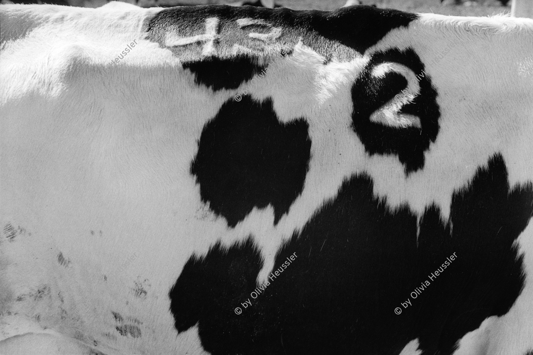 Image of sheet 19960050 photo 30: Mit Nummer 2 zwei Beschrifteter Kuhrücken im Kibbutz Samar. Israel 1996 √ Milk cow production


A kibbutz (Hebrew: קִבּוּץ / קיבוץ, lit. "gathering, clustering"; plural kibbutzim) is a collective community in Israel that was traditionally based on agriculture. Today, farming has been partly supplanted by other economic branches, including industrial plants and high-tech enterprises.[1] Kibbutzim began as utopian communities, a combination of socialism and Zionism. In recent decades, some kibbutzim have been privatized and changes have been made in the communal lifestyle. A member of a kibbutz is called a kibbutznik (Hebrew: קִבּוּצְנִיק).