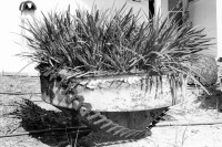 Image of sheet 19960070 photo 25: plant adorned with armor chain from a military tank.
