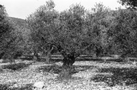 Image of sheet 19960120 photo 18: Dan Maas Portrait arabische Stadt in IsraelWasserkanal Landwirtschaft Kuhherde auf Weide Olivenbäume alte In der  Sockenfabrick arbeiten PalästinenserInnen (in Kibbutz) Israel Palestine 1996

Its fruit, also called the olive, is of major agricultural importance in the Mediterranean region as the source of olive oil. The tree and its fruit give its name to the plant family, which also includes species such as lilacs, jasmine, Forsythia and the true ash trees (Fraxinus). The word derives from Latin olīva which is cognate with the Greek ἐλαία (elaía) ultimately from Mycenaean Greek e-ra-wa ("elaiva"), attested in Linear B syllabic script. The word "oil" in multiple languages ultimately derives from the name of this tree and its fruit.

Eine Palästinenserin arbeitet in der Sockenfabrik des Kibbutz Yasuur.Israel 01.96
1996 √
A Palestinian woman works in the sock factory. work woman

Yas'ur (Hebrew: יַסְעוּר, lit. petrel) is a kibbutz in northern Israel. Located east of Acre in the Western Galilee, it falls under the jurisdiction of Mateh Asher Regional Council. In 2006 it had a population of 287.

The kibbutz was established in 1949 by immigrants from England and Hungary who were members of the Zionist Socialist youth movement Hashomer Hatzair