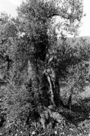 Image of sheet 19960120 photo 21: s