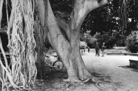Image of sheet 19960130 photo 23: Baum beim Dorfplatz im Kibbutz Yasuur, Israel 1996.

Socialist youth movement Hashomer Hatzair

ONE TIME NON EXCLUSIVE EDITORIAL RIGHTS ONLY- NO ARCHIVING-NO THIRD PARTY DISTRIBUTION