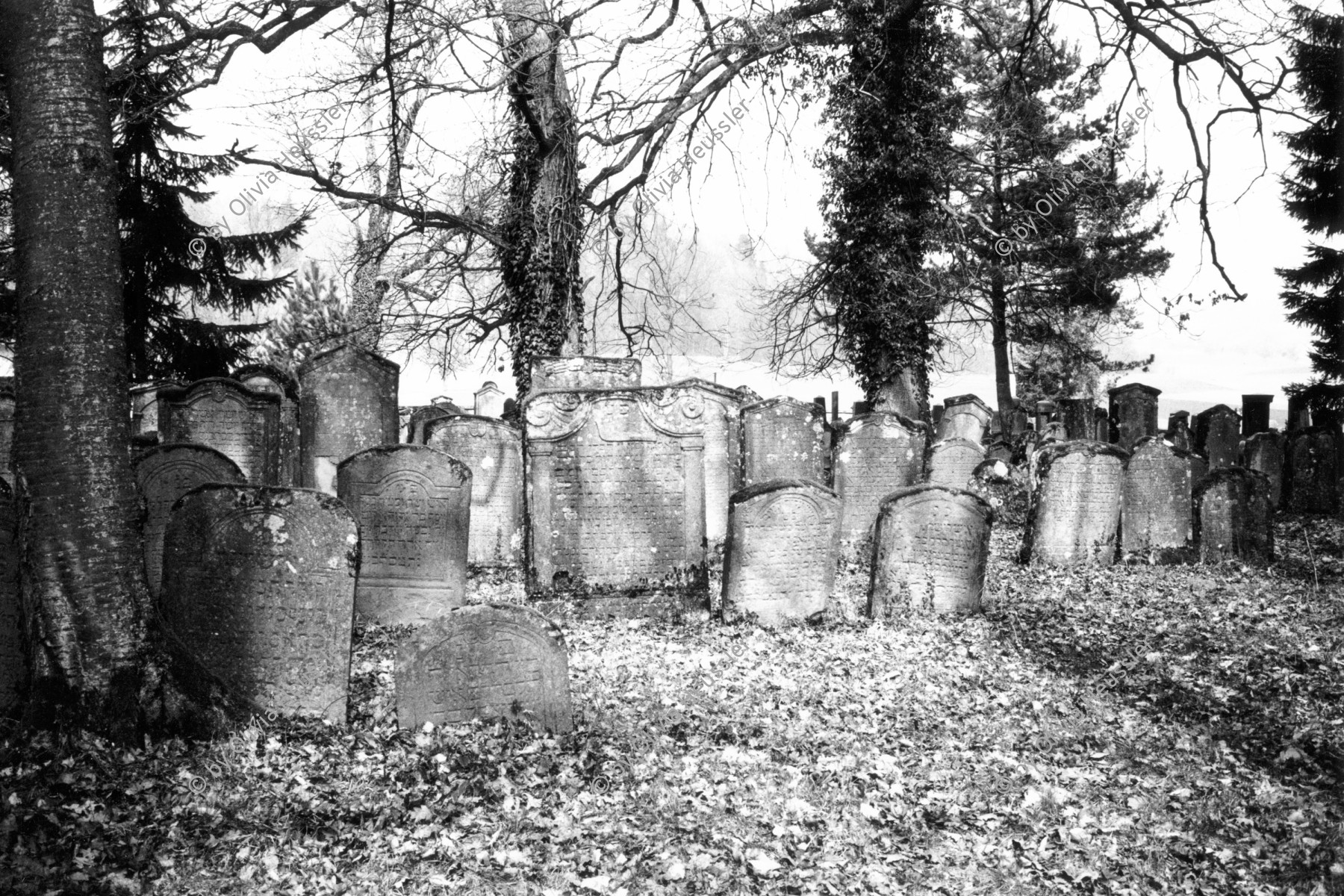 Image of sheet 19960230 photo 30: Grabsteine auf dem jüdischen Friedhof in Lengnau. Aargau Schweiz Switzerland Europe 03. 1996 √
Grave stones Jewish cemetery in Lengnau.