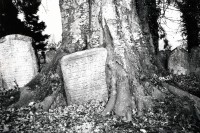 Image of sheet 19960230 photo 31: © 1996, Olivia Heussler / www.clic.li
Grabsteine auf dem jüdischen Friedhof in Lengnau. Aargau Schweiz Switzerland Europe 03. 1996 √
Grave stones Jewish cemetery in Lengnau.