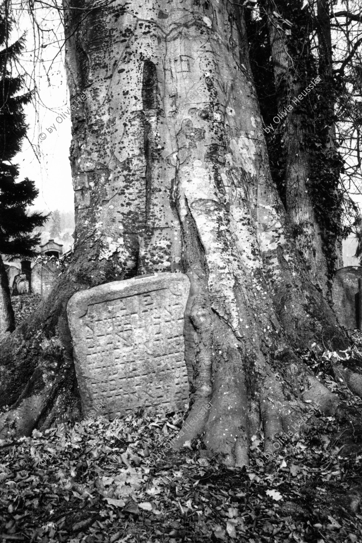 Image of sheet 19960230 photo 33: Grabsteine auf dem jüdischen Friedhof in Lengnau. Aargau Schweiz Switzerland Europe 03. 1996 √
Grave stones in a tree. Grabstein wird von Baum umwickelt.