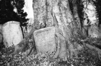 Image of sheet 19960230 photo 34: Besuch im jüdischen Friedhof Lengnau Grabstein Kanton Aargau
