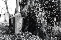 Image of sheet 19960230 photo 36: © 1996, Olivia Heussler / www.clic.li
Grabsteine auf dem jüdischen Friedhof in Lengnau. Aargau Schweiz Switzerland Europe 03. 1996 
Grave stones in a tree. Jewish cemetery in Lengnau.