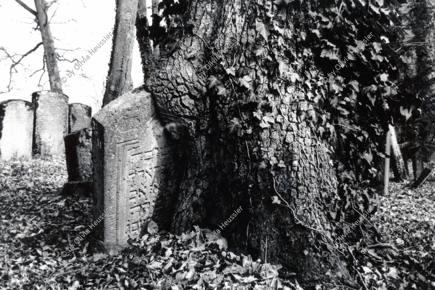 Image of sheet 19960230 photo 36: © 1996, Olivia Heussler / www.clic.li
Grabsteine auf dem jüdischen Friedhof in Lengnau. Aargau Schweiz Switzerland Europe 03. 1996 
Grave stones in a tree. Jewish cemetery in Lengnau.