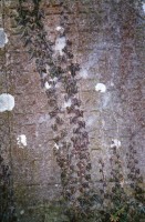 Image of sheet 19960240 photo 15: jüdischer Friedhof Lengnau Kanton Aargau, 
grave grab cementery