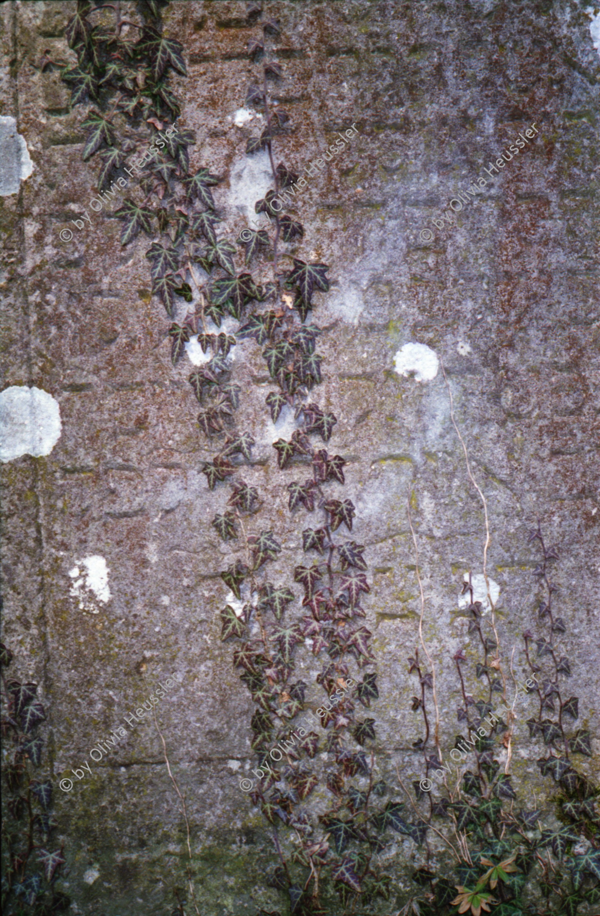 Image of sheet 19960240 photo 15: jüdischer Friedhof Lengnau Kanton Aargau, 
grave grab cementery