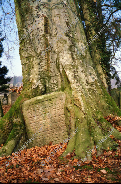 Image of sheet 19960240 photo 4: Besuch jüdischer Friedhof Lengnau Kanton Aargau, 
grave grab cementery