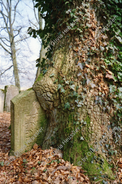 Image of sheet 19960240 photo 6: Besuch jüdischer Friedhof Lengnau Kanton Aargau, jewish 
grave grab cementery